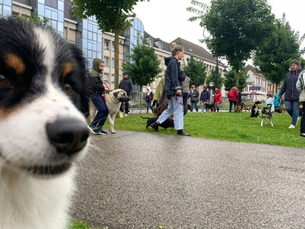 education canine hal (6)