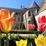 jardin orangerie tulipe helene (8)