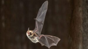 exposition chauve souris